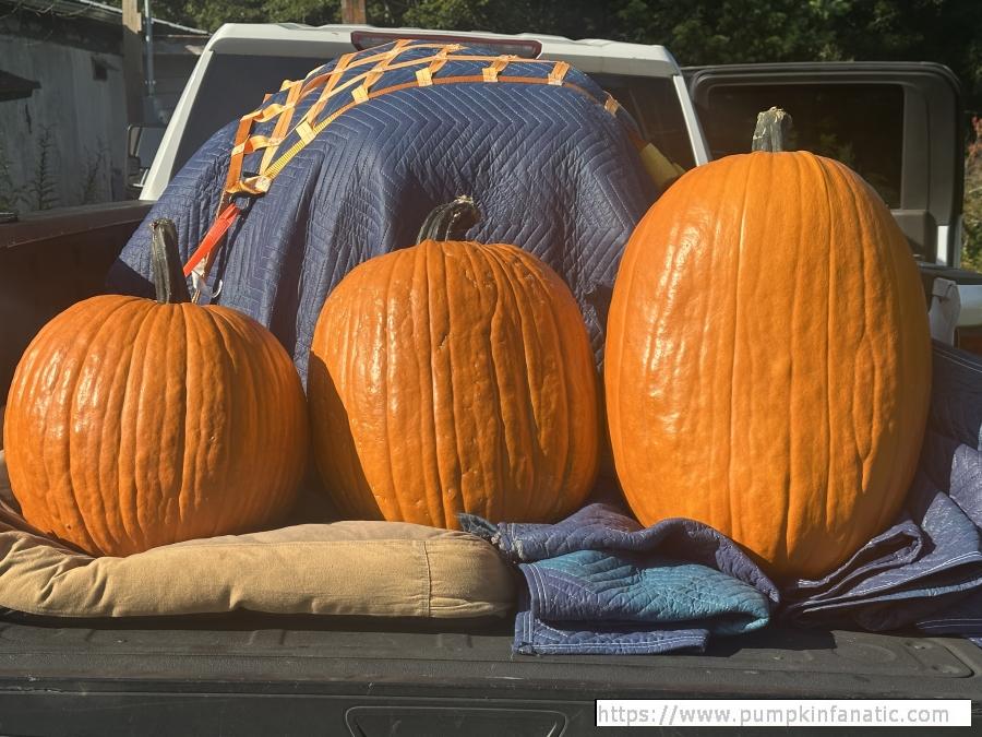 fruitImages/76.3 Huffman 2025B.jpeg